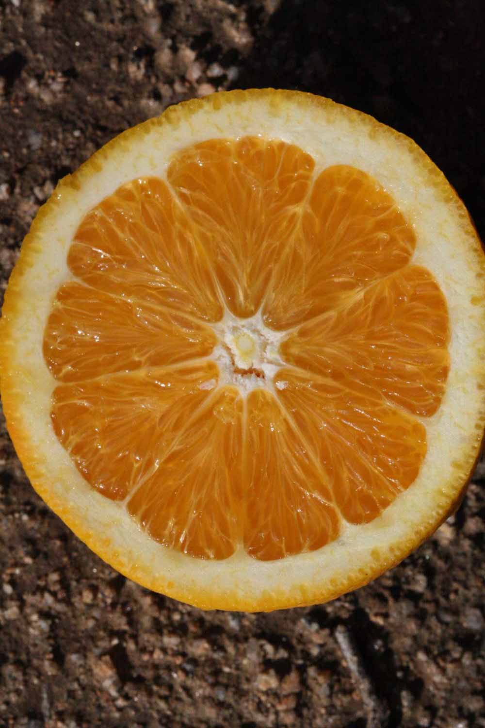              Fruit cross-section (Riverside, CA)       